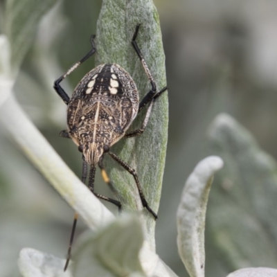 Poecilometis sp. (genus) (A Gum Tree Shield Bug) at Higgins, ACT - 6 Nov 2018 by Alison Milton