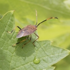 Poecilometis strigatus (Gum Tree Shield Bug) at Higgins, ACT - 6 Nov 2018 by Alison Milton