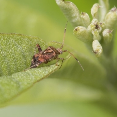 Miridae (family) (Unidentified plant bug) at Higgins, ACT - 6 Nov 2018 by AlisonMilton