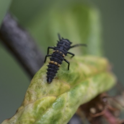 Harmonia conformis (Common Spotted Ladybird) at Higgins, ACT - 6 Nov 2018 by AlisonMilton