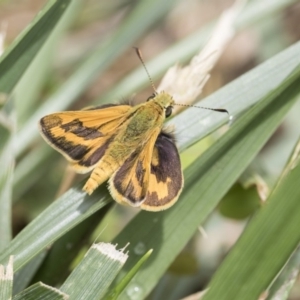 Ocybadistes walkeri at Higgins, ACT - 6 Nov 2018 12:35 PM