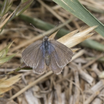 Zizina otis (Common Grass-Blue) at Higgins, ACT - 6 Nov 2018 by AlisonMilton