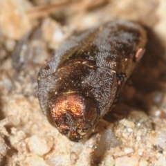 Diphucrania acuducta (Acuducta jewel beetle) at Namadgi National Park - 17 Nov 2018 by Harrisi