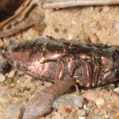 Diphucrania acuducta at Cotter River, ACT - 17 Nov 2018 01:57 PM