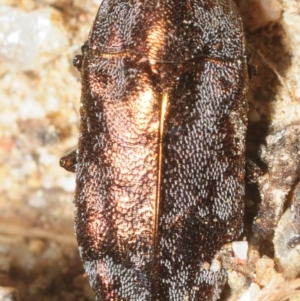 Diphucrania acuducta at Cotter River, ACT - 17 Nov 2018