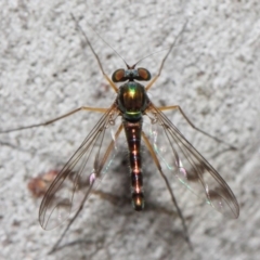 Heteropsilopus sp. (genus) (A long legged fly) at ANBG - 21 Nov 2018 by TimL
