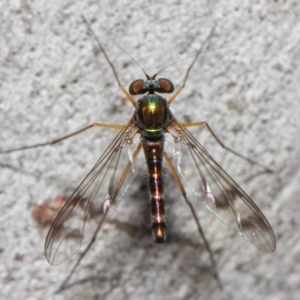 Heteropsilopus sp. (genus) at Acton, ACT - 21 Nov 2018