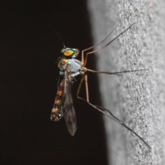 Heteropsilopus sp. (genus) at Acton, ACT - 21 Nov 2018