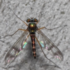 Heteropsilopus sp. (genus) at Acton, ACT - 21 Nov 2018