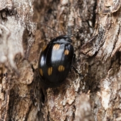 Paropsisterna octosignata (Eucalyptus leaf beetle) at Illilanga & Baroona - 13 Oct 2018 by Illilanga