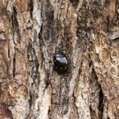 Paropsisterna octosignata at Michelago, NSW - 13 Oct 2018 11:51 AM