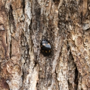 Paropsisterna octosignata at Michelago, NSW - 13 Oct 2018 11:51 AM