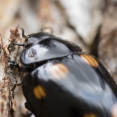 Paropsisterna octosignata at Michelago, NSW - 13 Oct 2018 11:51 AM