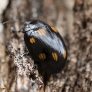 Paropsisterna octosignata at Michelago, NSW - 13 Oct 2018