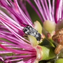 Microvalgus sp. (genus) (Flower scarab) at Illilanga & Baroona - 10 Nov 2018 by Illilanga