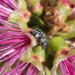 Microvalgus sp. (genus) at Michelago, NSW - 11 Nov 2018