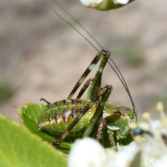 Tettigoniidae (family) (Unidentified katydid) at Tuggeranong Hill - 10 Nov 2018 by Owen