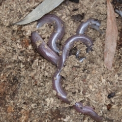 Anilios nigrescens (Blackish Blind Snake) at Majura, ACT - 21 Nov 2018 by jb2602