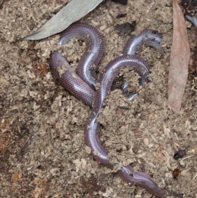 Anilios nigrescens (Blackish Blind Snake) at Mount Ainslie - 21 Nov 2018 by jb2602