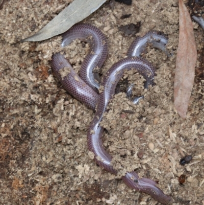 Anilios nigrescens (Blackish Blind Snake) at Majura, ACT - 21 Nov 2018 by jbromilow50