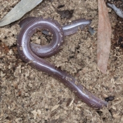 Anilios nigrescens at Majura, ACT - 21 Nov 2018 01:15 PM