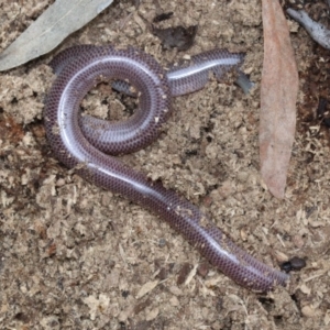 Anilios nigrescens at Majura, ACT - 21 Nov 2018 01:15 PM