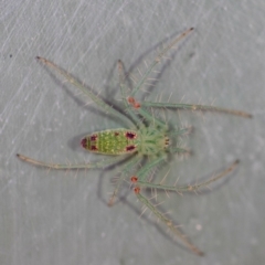 Araneus talipedatus (Slender green orb-weaver) at Molonglo Gorge - 18 Nov 2018 by cluan