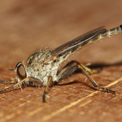 Cerdistus sp. (genus) (Slender Robber Fly) at Evatt, ACT - 20 Nov 2018 by Tim L
