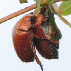 Anoplognathus porosus (Porosus Christmas beetle) at Point Hut to Tharwa - 31 Jan 2015 by michaelb