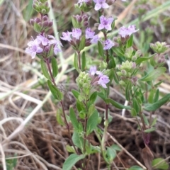 Mentha diemenica (Wild Mint, Slender Mint) at Franklin, ACT - 21 Nov 2018 by purple66