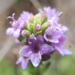 Mentha diemenica at Franklin, ACT - 21 Nov 2018 11:42 AM