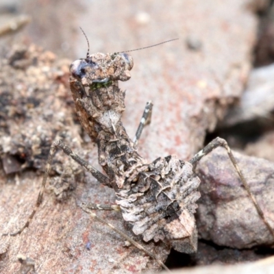 Paraoxypilus tasmaniensis (Black bark mantis or Boxing mantis) at Majura, ACT - 21 Nov 2018 by jb2602