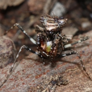 Paraoxypilus tasmaniensis at Majura, ACT - 21 Nov 2018