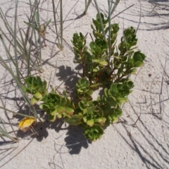 Stackhousia spathulata (Coast Stackhousia) at Meroo National Park - 11 Mar 2018 by Cathy@tabourie