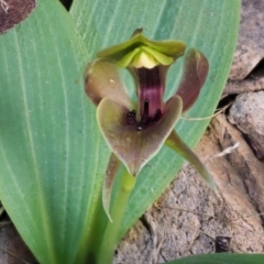 Chiloglottis valida (Large Bird Orchid) at Uriarra, NSW - 18 Nov 2018 by KenT