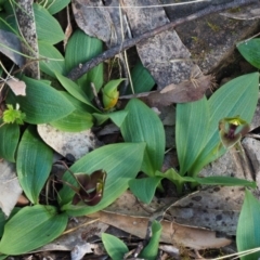 Chiloglottis valida at Uriarra, NSW - suppressed