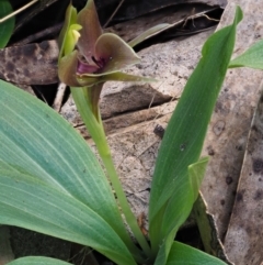 Chiloglottis valida at Uriarra, NSW - suppressed