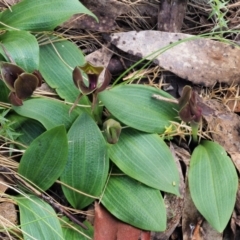 Chiloglottis valida at Uriarra, NSW - suppressed