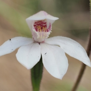 Caladenia alpina at Uriarra, NSW - 19 Nov 2018