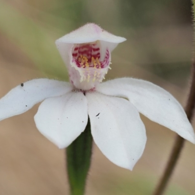 Caladenia alpina (Mountain Caps) at Uriarra, NSW - 19 Nov 2018 by KenT