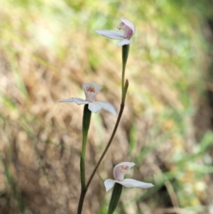 Caladenia alpina at Uriarra, NSW - 19 Nov 2018