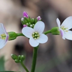 Cardamine lilacina (Lilac Bitter-cress) at Uriarra, NSW - 19 Nov 2018 by KenT