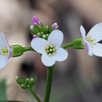 Cardamine lilacina (Lilac Bitter-cress) at Uriarra, NSW - 19 Nov 2018 by KenT
