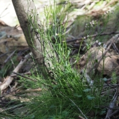 Cardamine lilacina at Uriarra, NSW - 19 Nov 2018