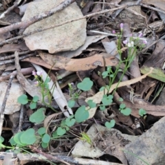 Cardamine lilacina at Uriarra, NSW - 19 Nov 2018