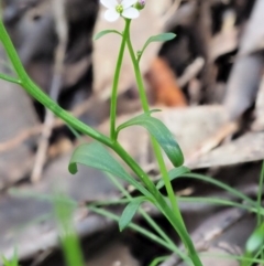 Cardamine lilacina at Uriarra, NSW - 19 Nov 2018