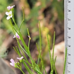 Cardamine lilacina at Uriarra, NSW - 19 Nov 2018