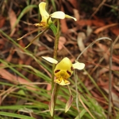 Diuris sulphurea (Tiger Orchid) at Paddys River, ACT - 21 Nov 2018 by JohnBundock