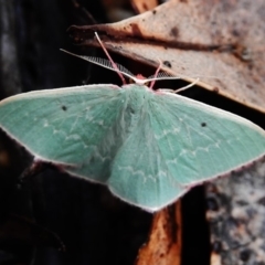 Chlorocoma externa (Spotted-fringe Emerald) at Paddys River, ACT - 21 Nov 2018 by JohnBundock