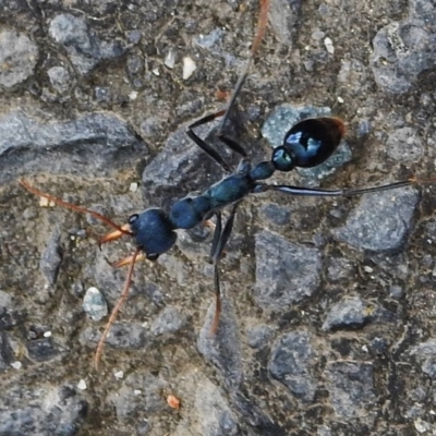 Myrmecia tarsata (Bull ant or Bulldog ant) at Tidbinbilla Nature Reserve - 21 Nov 2018 by JohnBundock